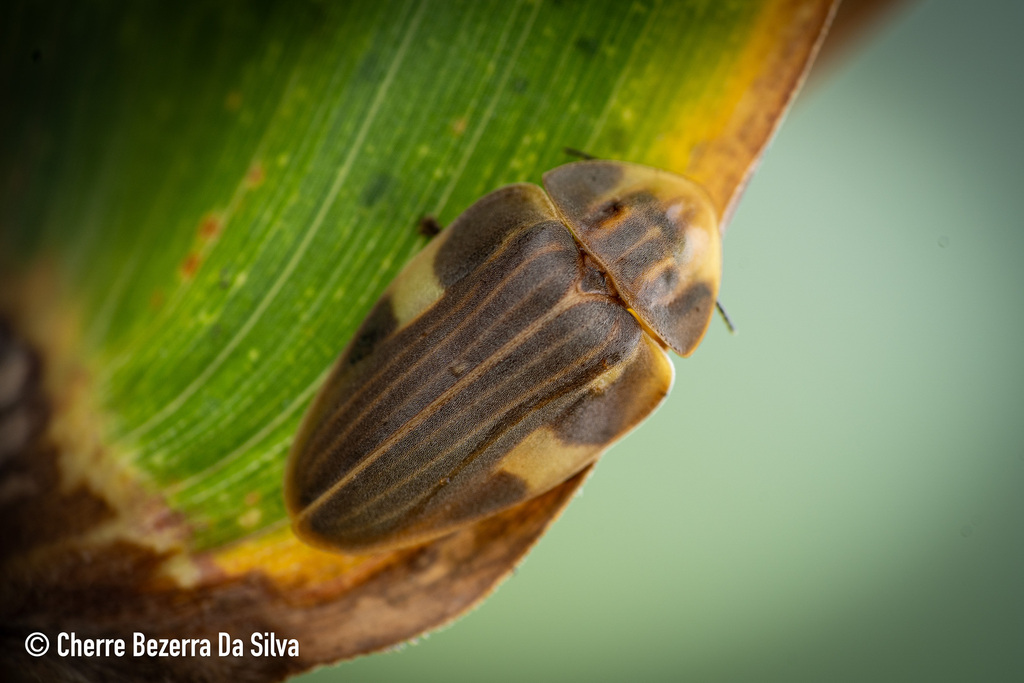 Aspisoma