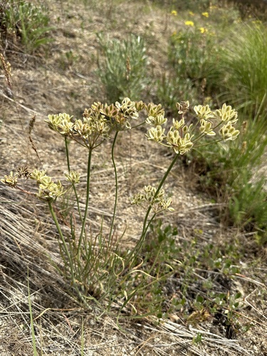 Image of Lomatium simplex by (c) Matt Berger, some rights reserved (CC BY)