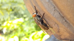 Diptera
