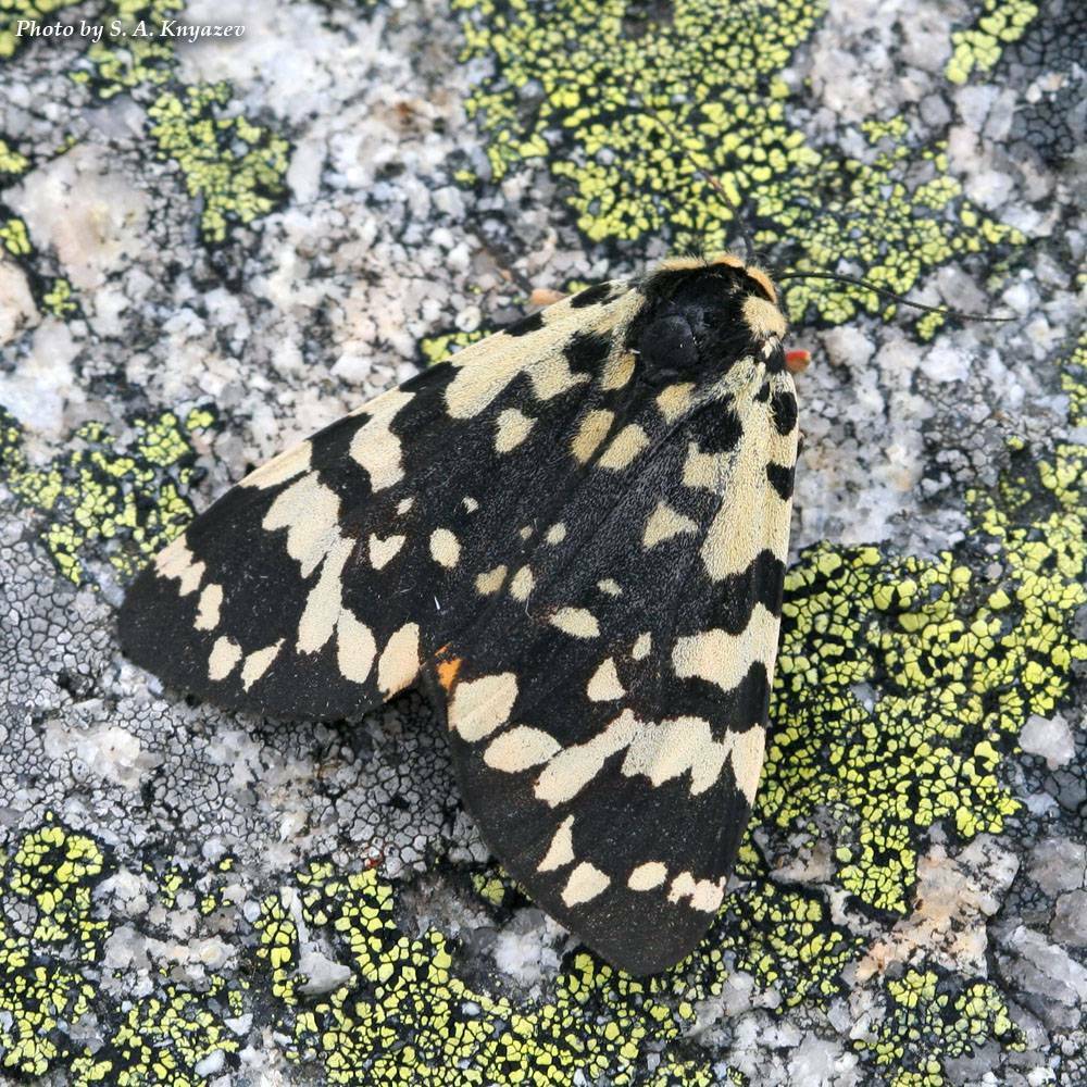 Arctic Tiger Moth