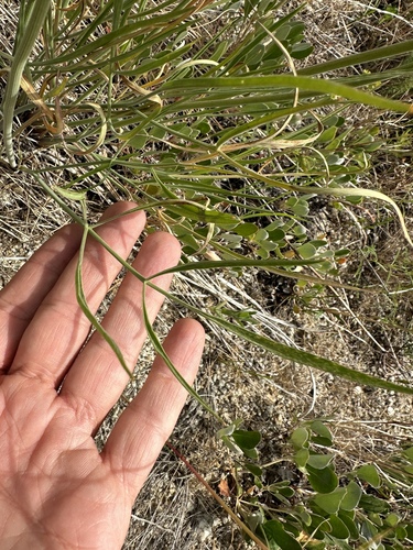 Image of Lomatium simplex by (c) Matt Berger, some rights reserved (CC BY)