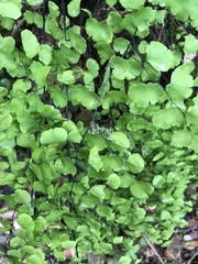 Adiantum jordanii image