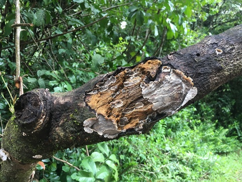 Stereum rugosum image