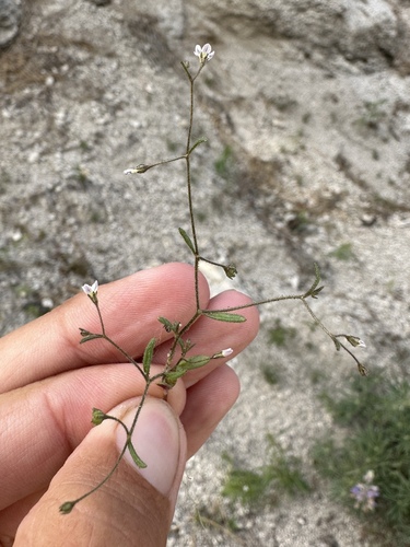 Image of Lathrocasis tenerrima by (c) Matt Berger, some rights reserved (CC BY)