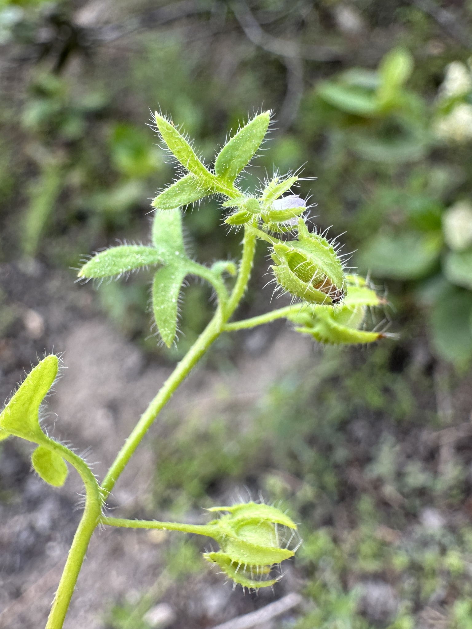 Nemophila breviflora
