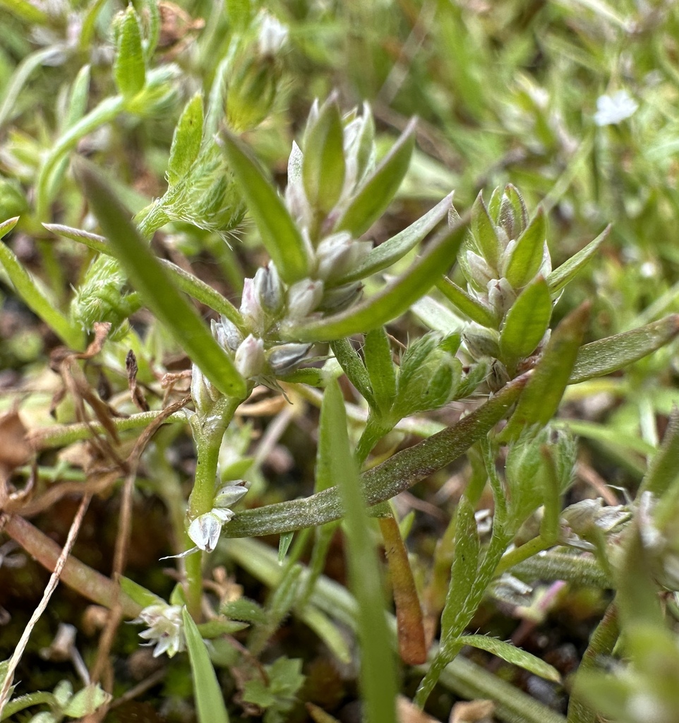 Kellogg's knotweed from Boise County, ID, USA on June 26, 2023 at 0537