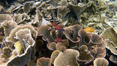 Pseudocheilinus hexataenia