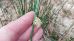 Schoenoplectus decipiens