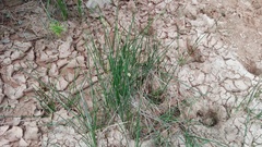 Schoenoplectus decipiens