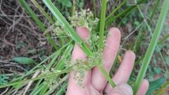 Cyperus pulcher