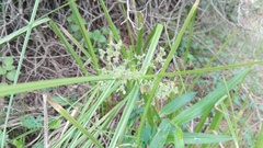 Cyperus pulcher