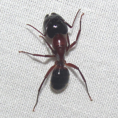 Camponotus texanus