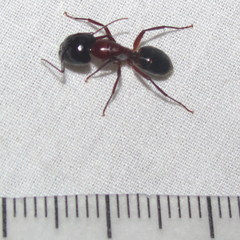 Camponotus texanus