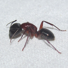 Camponotus texanus