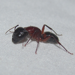 Camponotus texanus