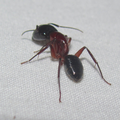 Camponotus texanus