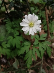 Anemonoides apennina