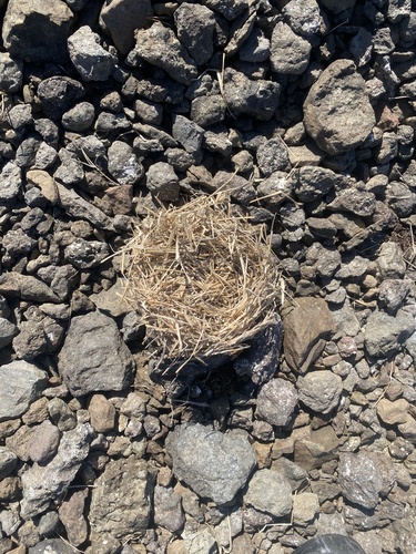 シベリアレミング
