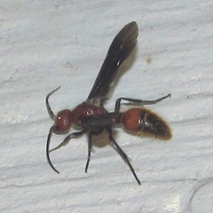 Sphaeropthalma boweri