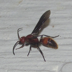 Sphaeropthalma boweri