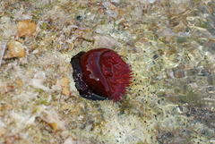 Actinia
