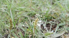Plantago carnosa