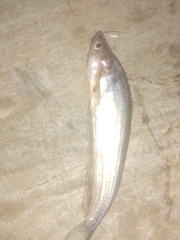 African Glass Catfish photo 2