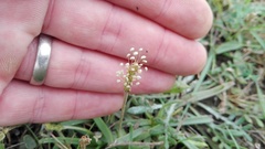 Plantago carnosa