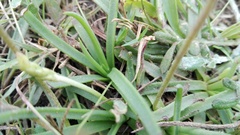 Plantago carnosa