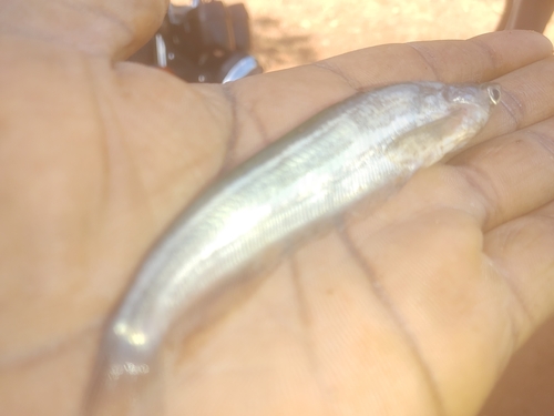 Glass catfish (Parailia pellucida) — Schilbeidae — 4