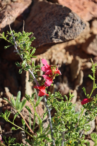 Image of Hermannia stricta by (c) Tony Rebelo, some rights reserved (CC BY-SA)
