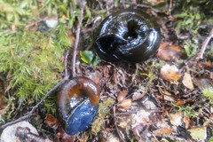 Rhytida patula