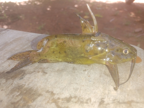 False upsidedown catfish (Synodontis nigrita) — Mochokidae