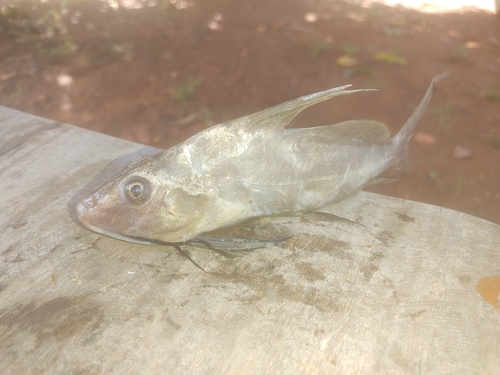 Catfish (Synodontis membranaceus) — Mochokidae