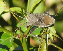 Elasmopoda