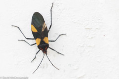 Oncopeltus varicolor