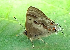 Rubroserrata ecbatana