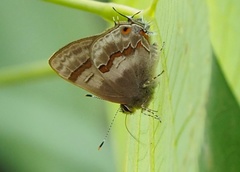 Rubroserrata ecbatana