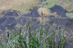 Carex melanostachya