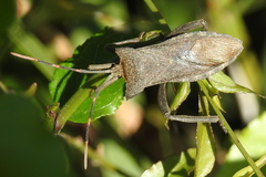 Elasmopoda