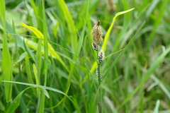 Carex melanostachya