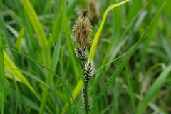 Carex melanostachya