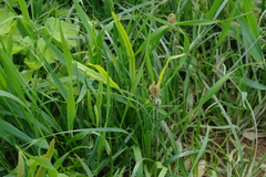 Carex melanostachya