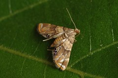 Neargyractis