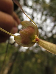 Epidendrum longipetalum