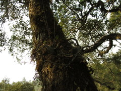 Epidendrum longipetalum