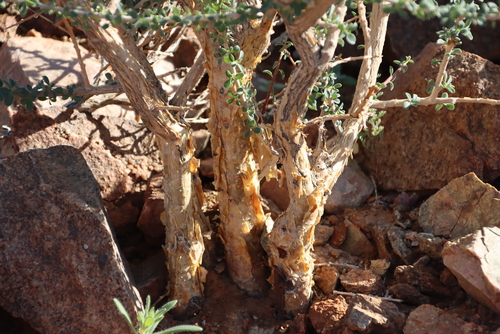 Image of Euphorbia guerichiana by (c) Tony Rebelo, some rights reserved (CC BY-SA)