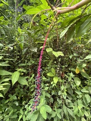 Phytolacca rivinoides image