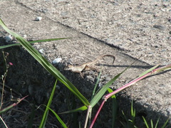 Anolis sagrei