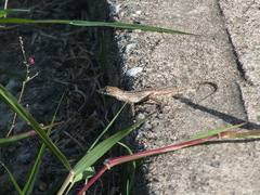 Anolis sagrei